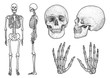 Human skeleton collection illustration, drawing, engraving, ink, line 

art, vector