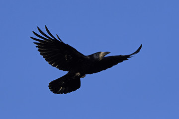 Rook (Corvus frugilegus)