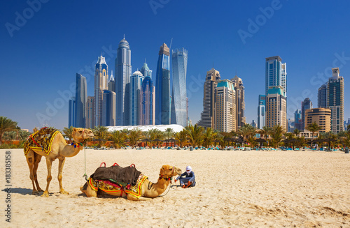 The camels on Jumeirah beach and skyscrapers in the backround in Dubai,Dubai,Uni Canvas Print