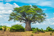 Leinwandbild Motiv Baobab tree, Chobe National Park, Botswana