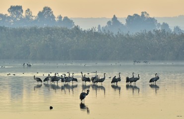 Wall Mural - cranes flock at sunrise lake. morning landscape of hula valley reserve. major stopover for birds mig