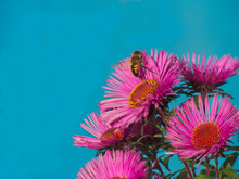 Purple New England Aster Flowers On The Blue Background