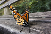 Monarch Butterfly On Park Bench