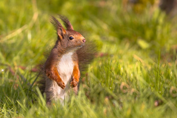 Sticker - Red squirrel in lawn