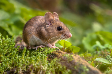 Canvas Print - Cute Wood mouse in natural habitat