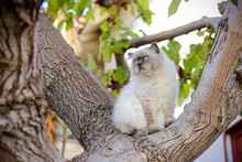 Sublime White And Grey Himalayan Cat Sit On Tree Watch Over. Most Beautiful Persian Cat In USA. What Cat Should You Get.