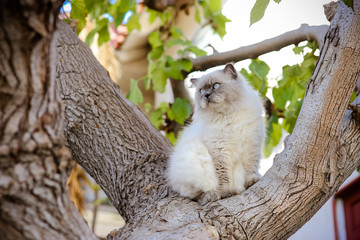 Sublime white and grey Himalayan cat sit on tree watch over. Most beautiful Persian cat in USA. What cat should you get.