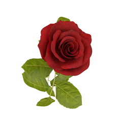 Wall Mural - red rose isolated on white. 3D illustration