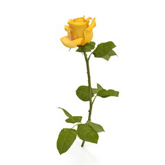 Wall Mural - Single beautiful yellow rose isolated on white. 3D illustration