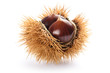 Chestnut in husk