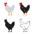 Vector of chicken design on white background. Hen. Farm Animals.