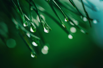 Abstract background from conifer evergreen pine tree branches with dew water drops, natural outdoor hipster concept