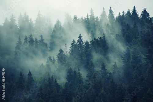 Naklejka na szybę Misty landscape with fir forest in hipster vintage retro style