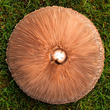 Gills Of Parasol Mushroom