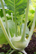 turnip cabbage plant