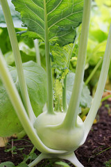 Wall Mural - turnip cabbage plant