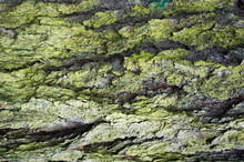 Old Green Oak Tree Bark Texture