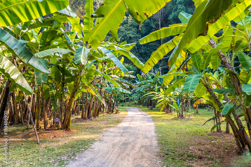 Fotografía plantation of banana tree. thailand.