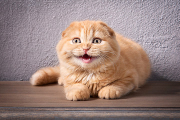 Wall Mural - Cat. Scottish fold kitten on wooden table and textured background