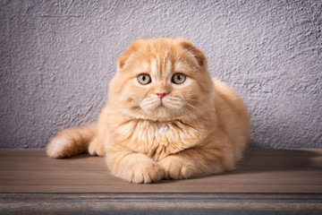 Cat. Scottish fold kitten on wooden table and textured background