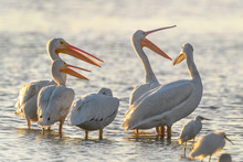 American White Pelicans (Pelecanus Erythrorhynchos) After Having Just Arrived At J. N. "Ding" Darling National Wildlife Refuge On Sanibel Island In The Gulf Of Mexico.