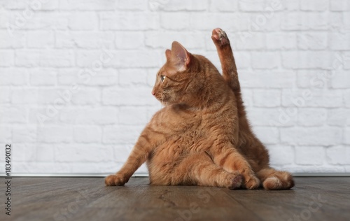 Plakat Czerwony ogoniasty kot w śmiesznej joga pozie.