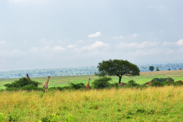 Wall Mural - queen elizabeth national park at dawn uganda