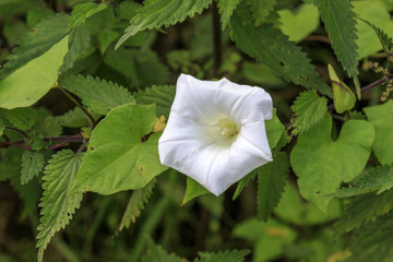 Wall Mural - Bindweed (Convolvulus arvensis)