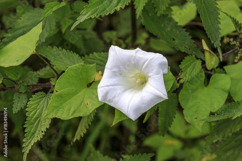Fotografía Bindweed (Convolvulus arvensis)