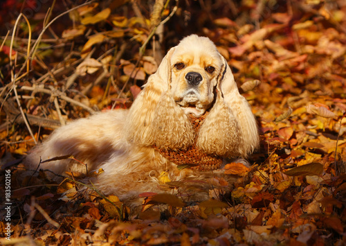 hairy cocker spaniel