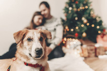 Cute Funny Dog Looking In Front And Happy Stylish Family In Festive Sweaters Having Fun At Christmas Tree Lights. Merry Christmas And Happy New Year Concept. Happy Holidays. Space For Text