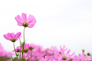 Wall Mural - Cosmos flowers in the garden are sunlight in the morning.