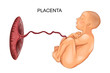 baby and placenta