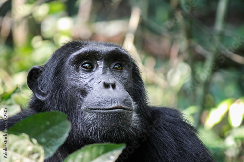 Cuadros en Lienzo Common Chimpanzee - Scientific name- Pan troglodytes schweinfurtii portrait at K