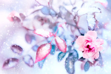 Beautiful Pink Roses And Blue Leaves In Snow And Frost In A Winter Park. Christmas Artistic Image. Selective And Soft Focus.