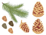 Fototapeta  - Pine branch set. Vector set of pine branch and different cones.