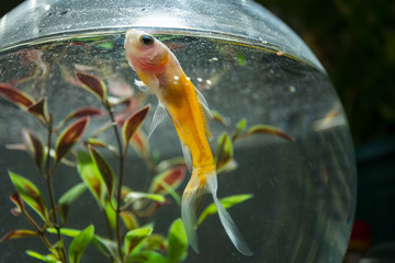 Goldfish in bowl