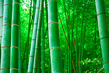  Zielony bambusowy las