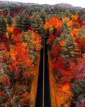 foliage, autumn, trees, aerial, road, landscape, northeast, new england, country, leaf, change, nature, yellow, orange, forest, pattern, color
