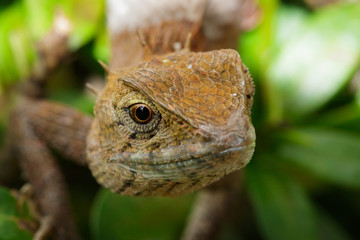 Wall Mural - Image of chameleon on a green leaf. Reptile, Animal.