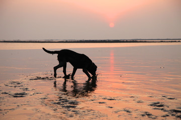 Silhouette of Black labrador dog playing at the beach