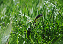 Snake At The Green Grass