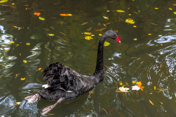 Sticker - Black Plumage and a Deep Red Bill on  a Black Swan Swimming in a Rippling Pond