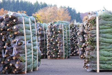 Wall Mural - arbre noel fete sapin decoration coupe foret ardennes bois entreprise travail Altitude500 hiver recolte