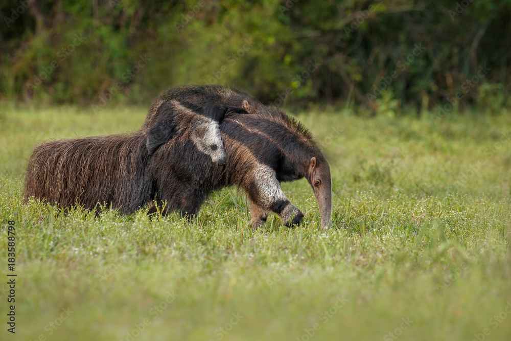 Amazing giant anteater walking in the nature habitat. Wildlife in south  america. Beautiful and very rare animals. Myrmecophaga tridactyla. Stock  Photo | Adobe Stock