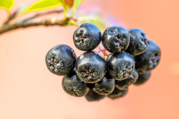 Wall Mural - Aronia Beeren, reif am Busch