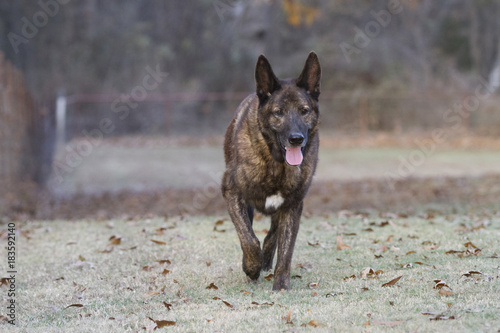 Dutch Shepherd Dog Walking Livestock Guardian Dog Buy This