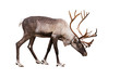 Portrait of an adult reindeer on a white background