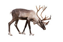 Portrait Of An Adult Reindeer On A White Background