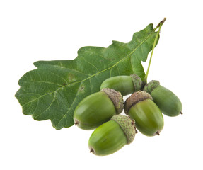 Wall Mural - acorns isolated on white background